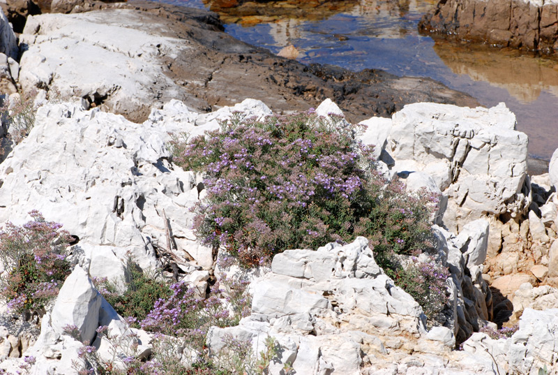 Limonium cordatum