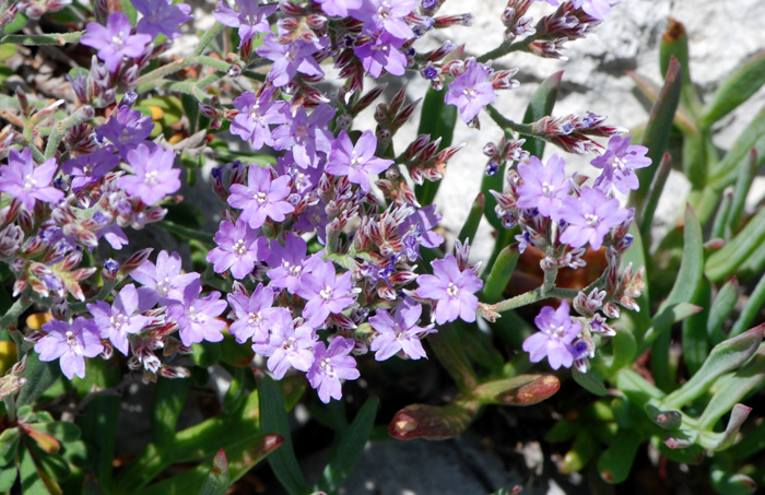 Limonium cordatum