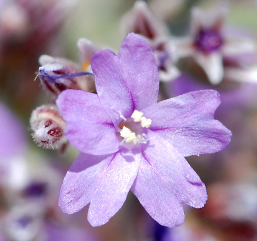 Limonium cordatum