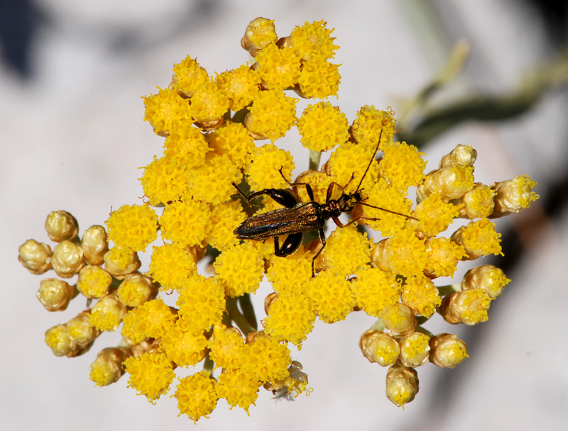 Helichrysum stoechas / Perpetuino profumato