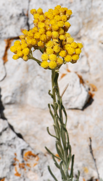 Helichrysum stoechas / Perpetuino profumato