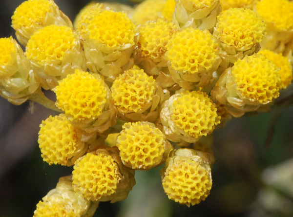 Helichrysum stoechas / Perpetuino profumato