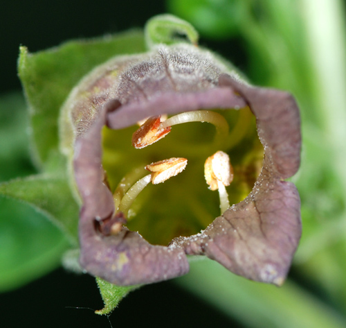 Atropa bella-donna / Belladonna