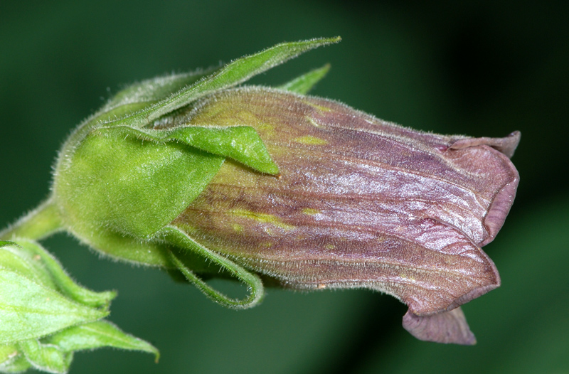 Atropa bella-donna / Belladonna