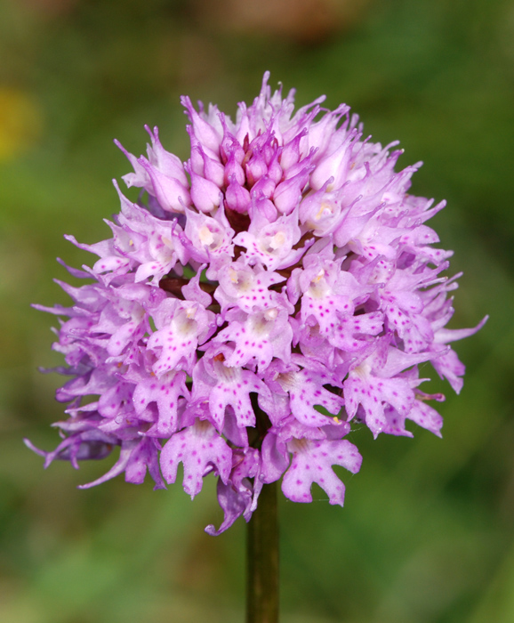 Traunsteinera globosa