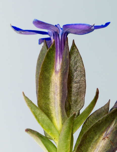 Gentiana utriculosa / Genziana alata