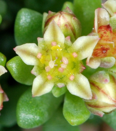 Sedum atratum subsp.carinthiacum / Borracina verde scura