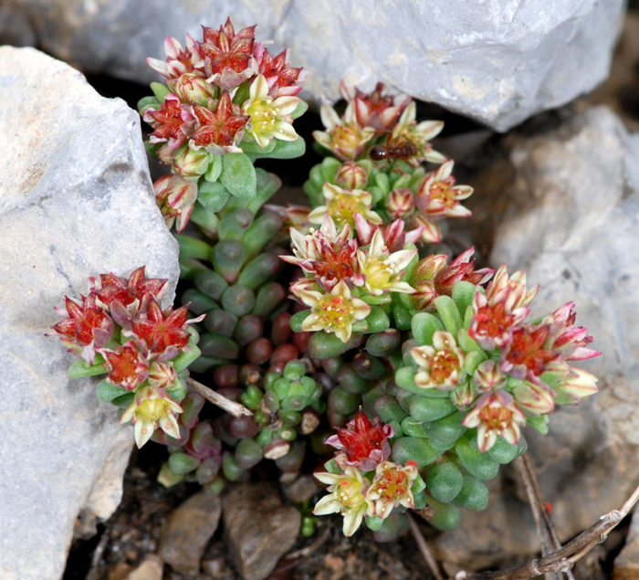 Sedum atratum subsp.carinthiacum / Borracina verde scura