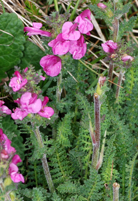 Pedicularis rostrato-capitata