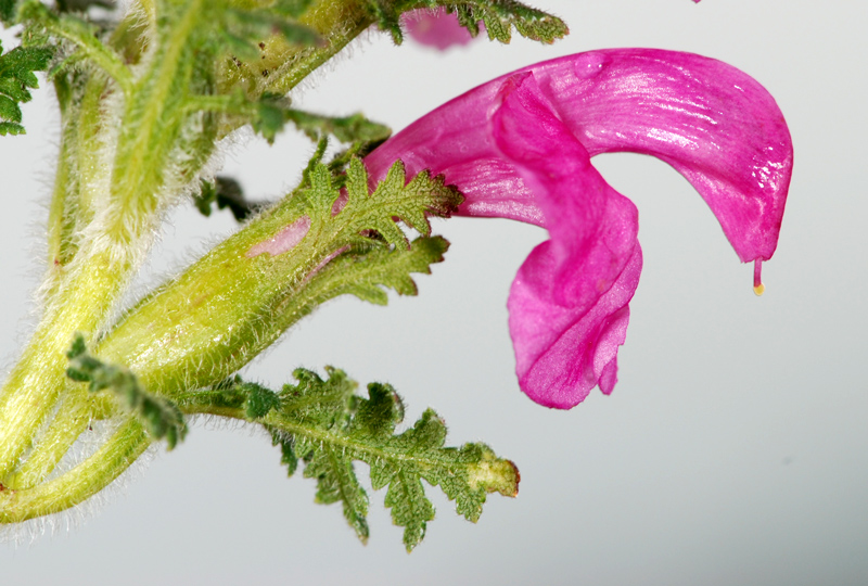 Pedicularis rostrato-capitata