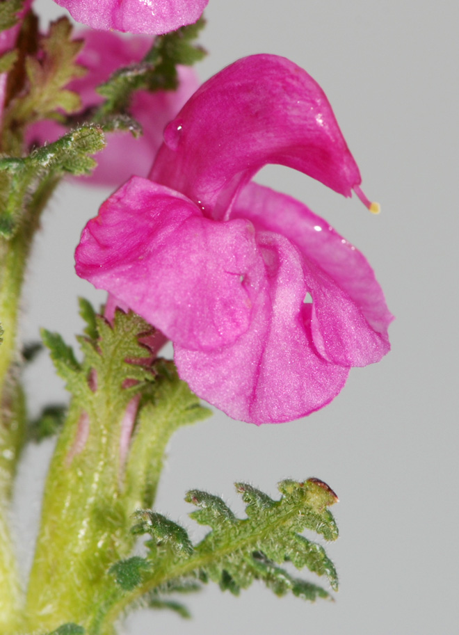 Pedicularis rostrato-capitata