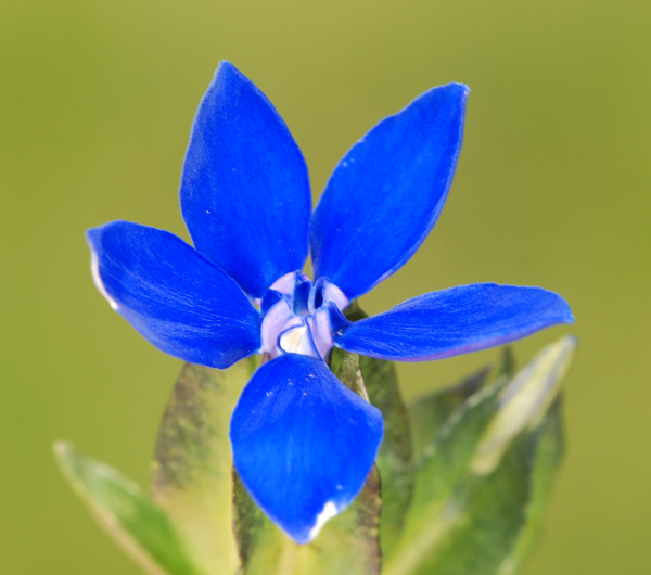 Gentiana utriculosa / Genziana alata