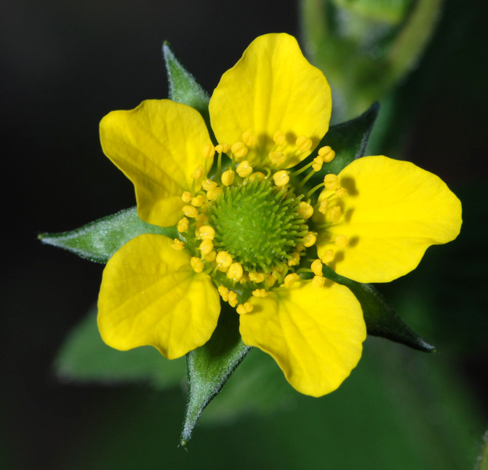 Geum urbanum  / Cariofillata comune