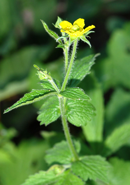 Geum urbanum  / Cariofillata comune