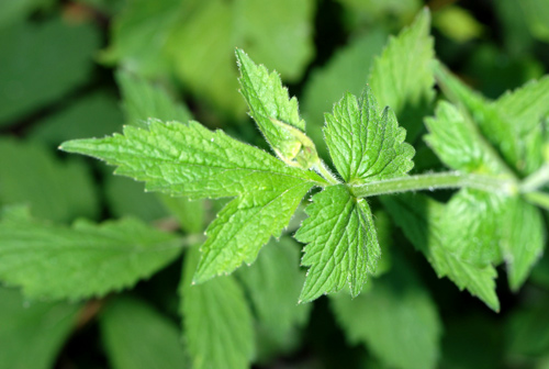 Geum urbanum  / Cariofillata comune