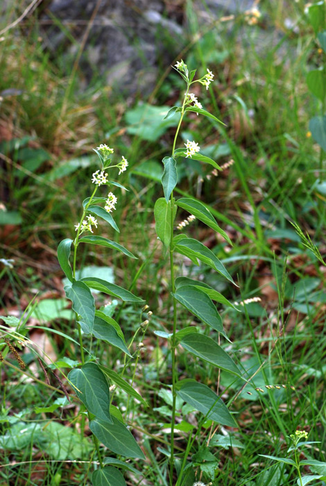 Vincetoxicum hirundinaria / Vincetossico comune