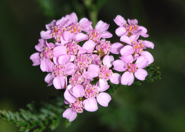 Achillea millefolium / Millefoglie, millefoglio