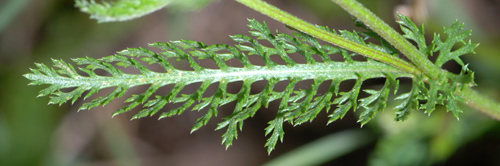 Achillea millefolium / Millefoglie, millefoglio