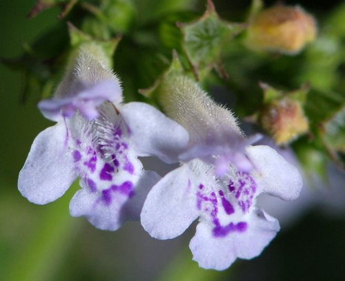 Calamintha nepeta