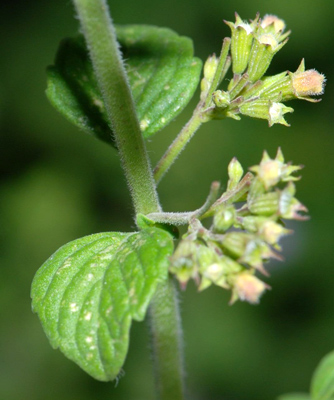 Calamintha nepeta