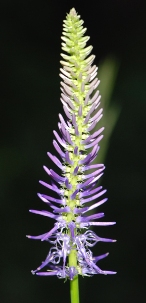 Phyteuma scorzonerifolium