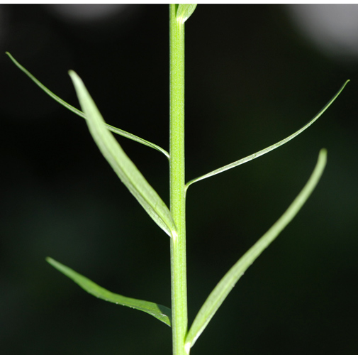 Phyteuma scorzonerifolium