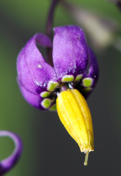 Solanum dulcamara / Morella rampicante
