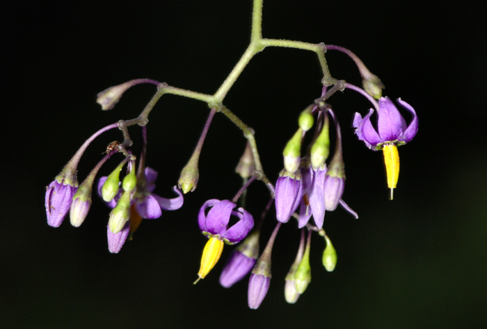 Solanum dulcamara / Morella rampicante