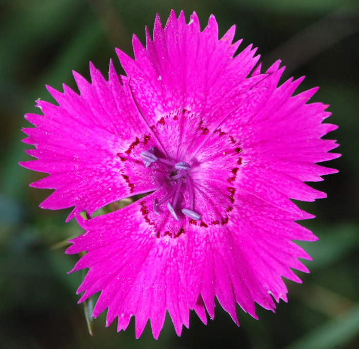 Dianthus seguieri