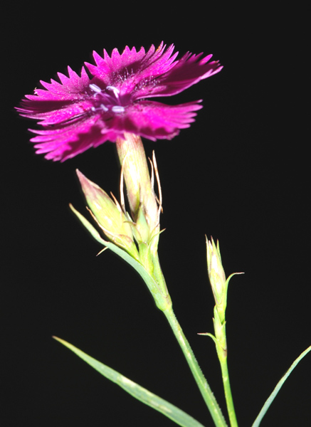 Dianthus seguieri