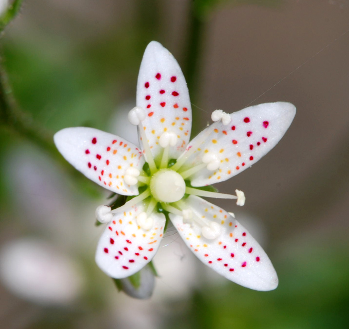 Saxifraga rotundifolia / Sassifraga a foglie rotonde