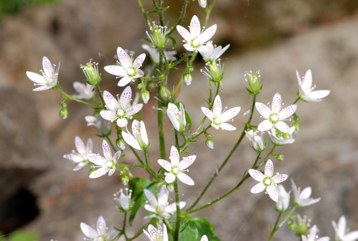 Saxifraga rotundifolia / Sassifraga a foglie rotonde