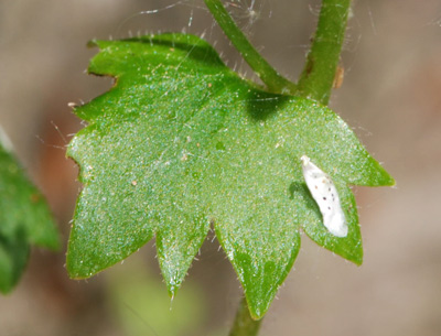 Saxifraga rotundifolia / Sassifraga a foglie rotonde