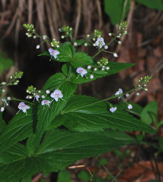 Veronica urticifolia / Veronica a foglie di ortica