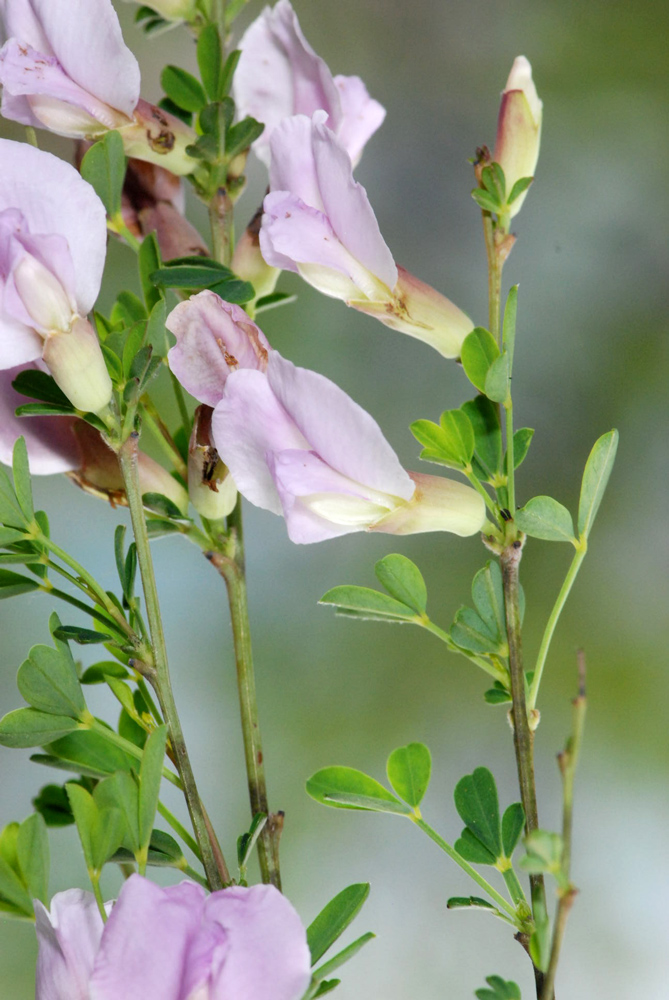 Cytisus purpureus (=Chamaecytisus purpureus)/Citiso purpureo