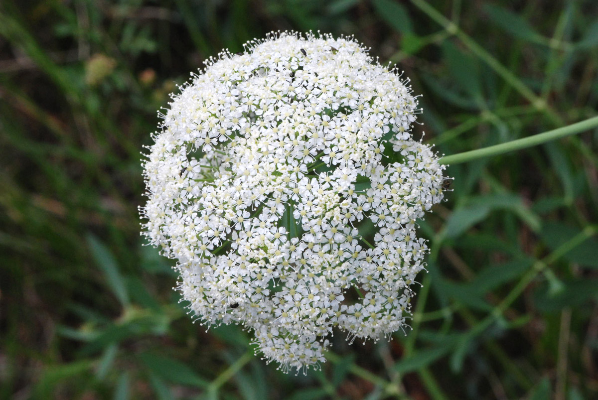 Siler montanum (=Laserpitium siler) / Laserpizio sermontano