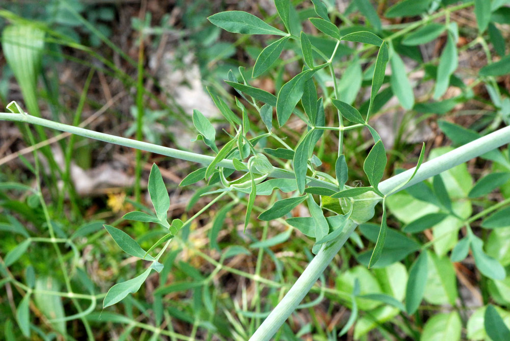 Siler montanum (=Laserpitium siler) / Laserpizio sermontano