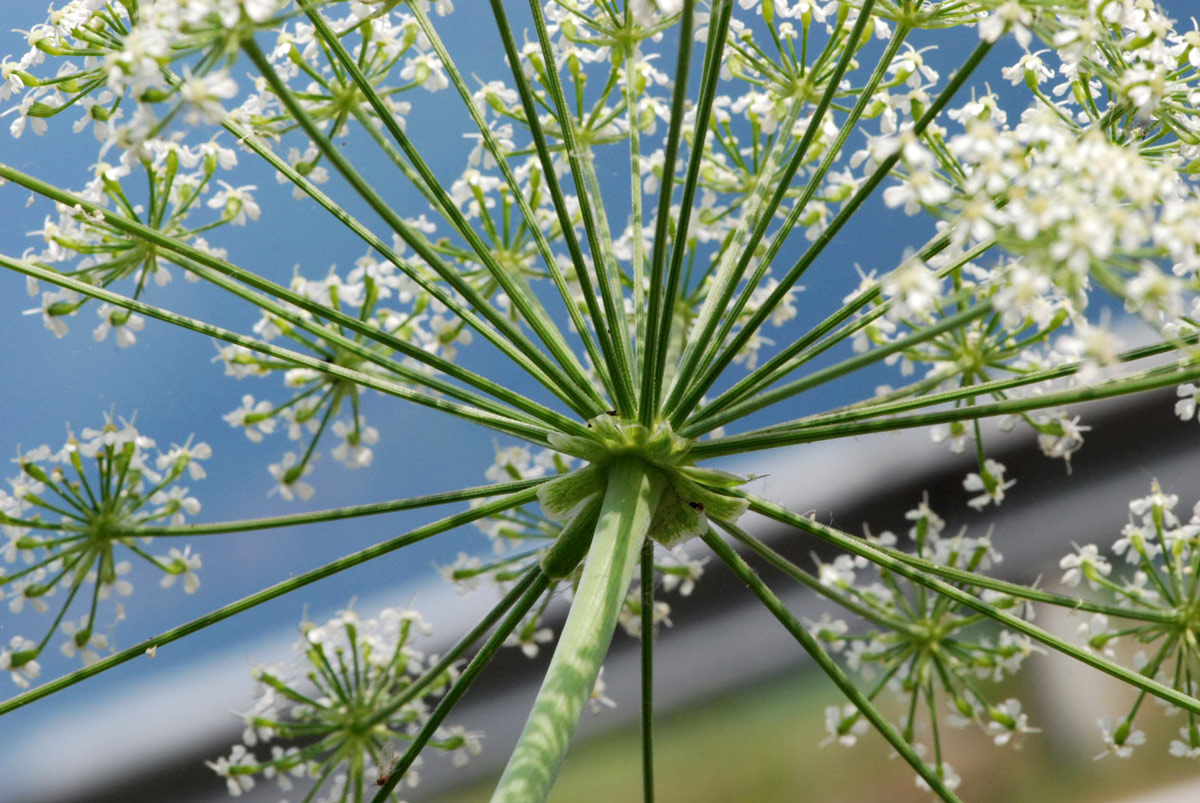 Siler montanum (=Laserpitium siler) / Laserpizio sermontano