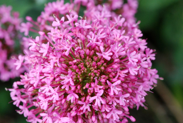 Centranthus ruber