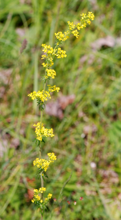 Galium verum / Caglio zolfino