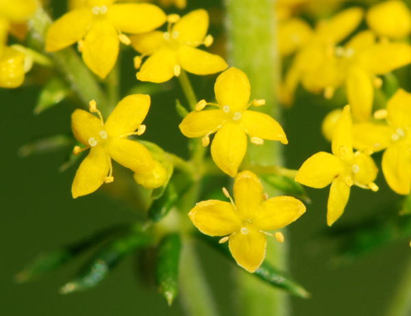 Galium verum / Caglio zolfino