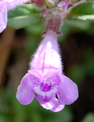 Acinos alpinus