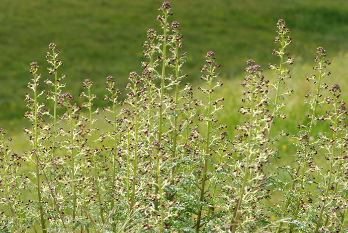 Scrophularia canina / Scrofularia comune