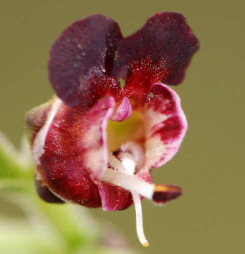 Scrophularia canina / Scrofularia comune