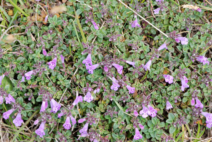 Acinos alpinus