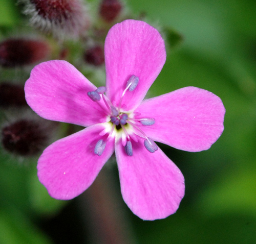 Saponaria ocymoides / Saponaria rossa