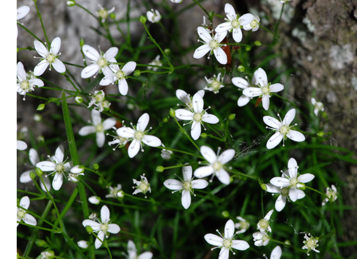 Moehringia muscosa /  Erba paglina