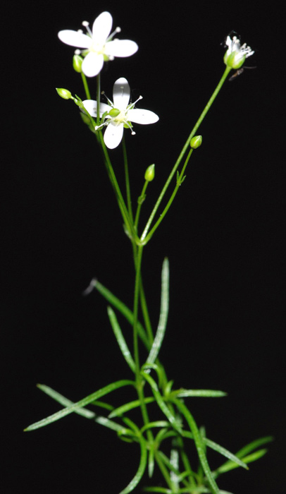 Moehringia muscosa /  Erba paglina