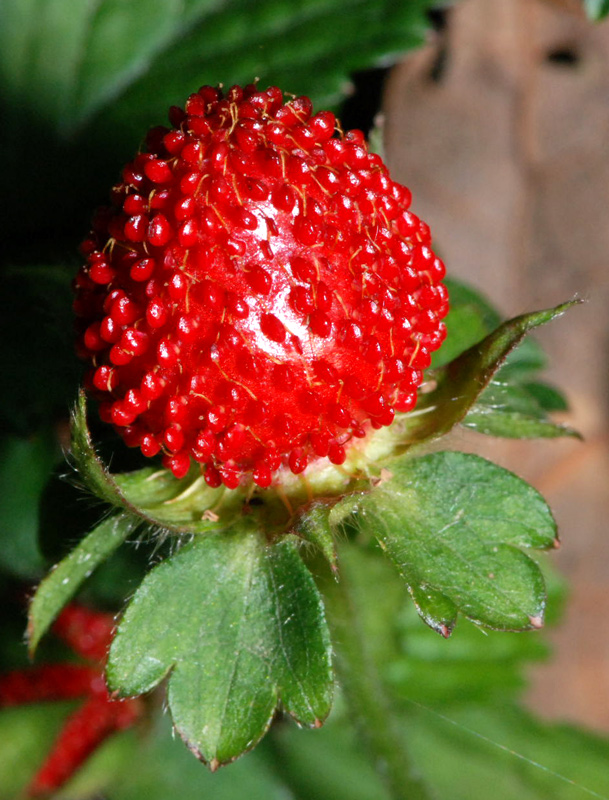 Potentilla indica (=Duchesnea indica) / Fragola matta