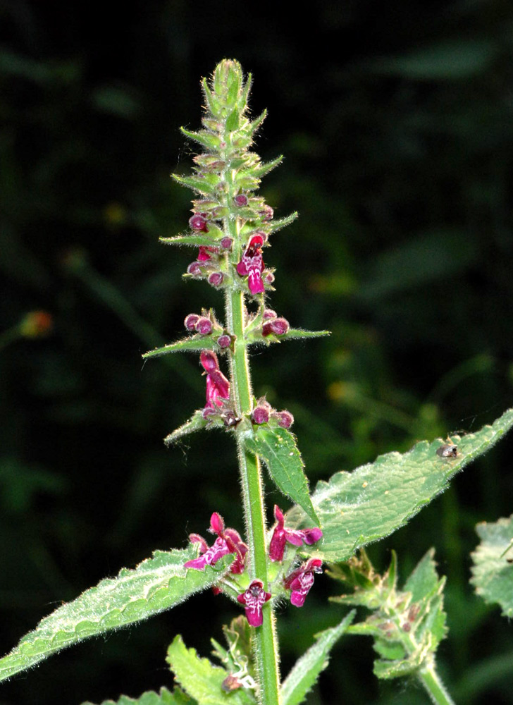 Stachys sylvatica / Erba betonica, vettonica